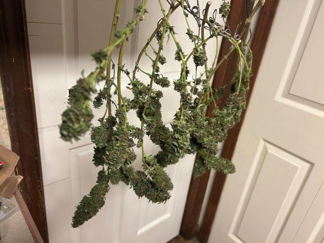 RQS - Tropicana Cookies Purple. Week 28