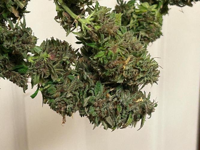 RQS - Tropicana Cookies Purple. Week 28