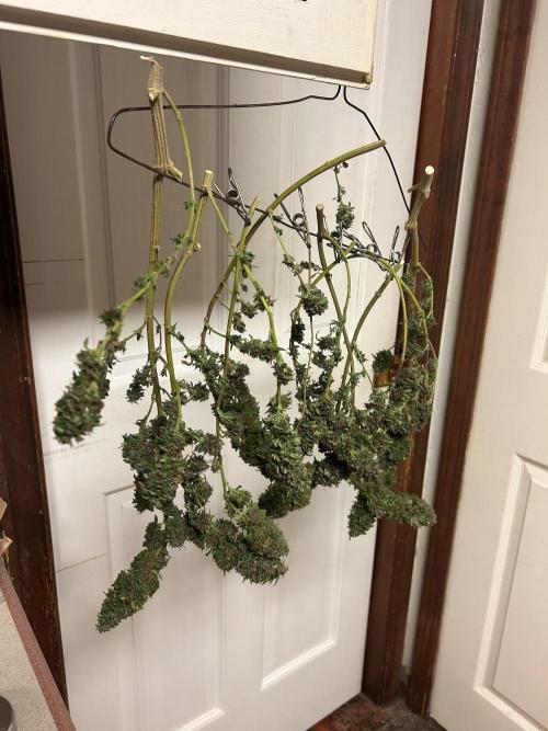 RQS - Tropicana Cookies Purple. Week 28 - 8/13/26