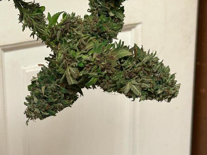 RQS - Tropicana Cookies Purple. Week 28