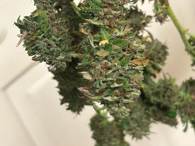 RQS - Tropicana Cookies Purple. Week 28