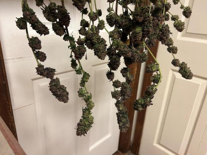 RQS - Gelato 44. Week 27