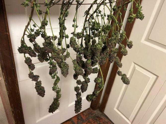 RQS - Gelato 44. Week 27