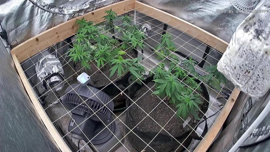 WSE - Sour Diesel