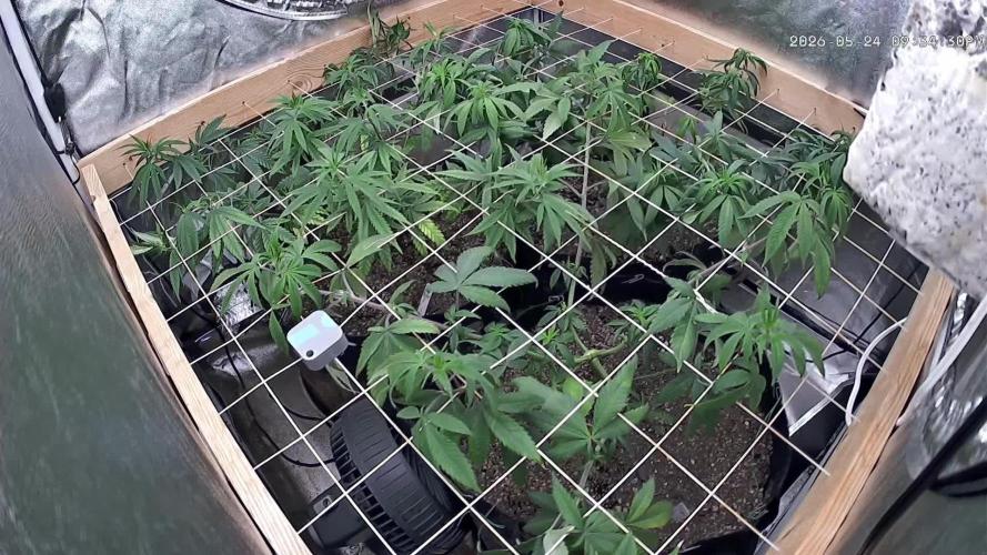 RQS - Tropicana Cookies Purple