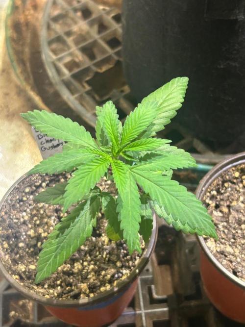 Grow Tent 3x3. Week 4