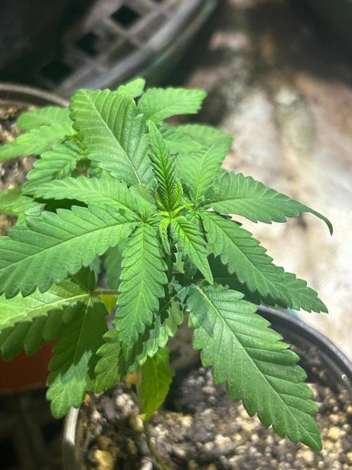 Papaya Stank. Week 4