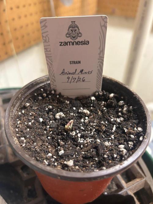 Zamnesia - Animal Mints. Week 0 - 9/7/26