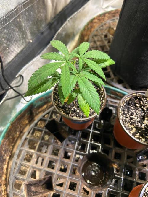 BF - Black Cherry Gushers. Week 5