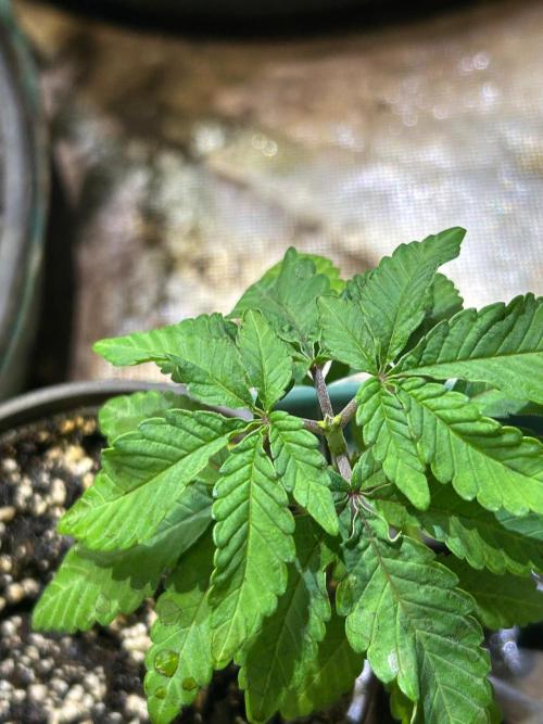 BF - Trainwreck. Week 5