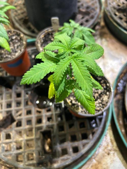 OSS - Papaya Stank. Week 5