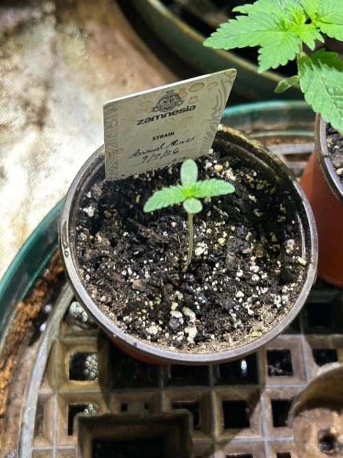 Animal Mints . Week 1