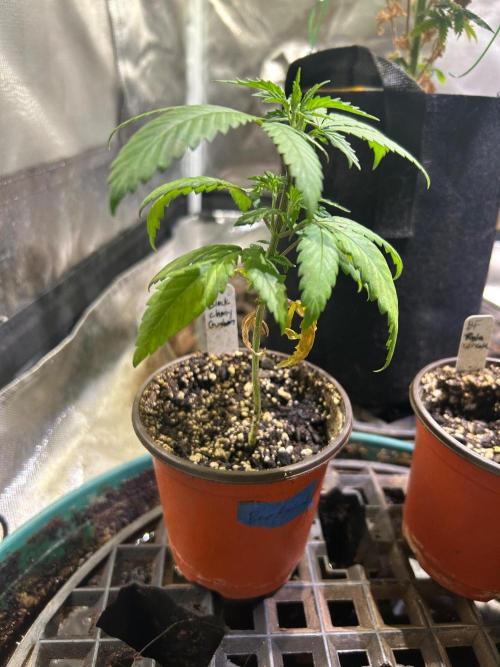 BF - Black Cherry Gushers. Week 6 - 9/20/26
