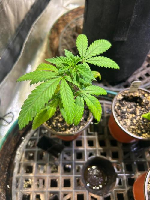Grow Tent 3x3. Week 6