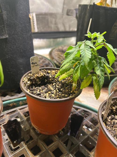 BF - Trainwreck. Week 6 - 9/20/26