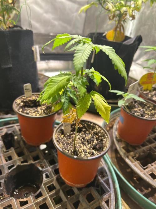 OSS - Papaya Stank. Week 6 - 9/20/26