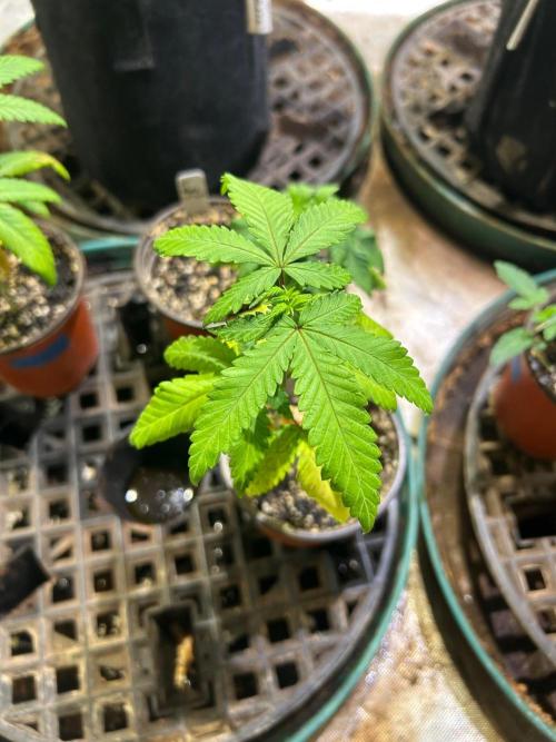 Papaya Stank. Week 6