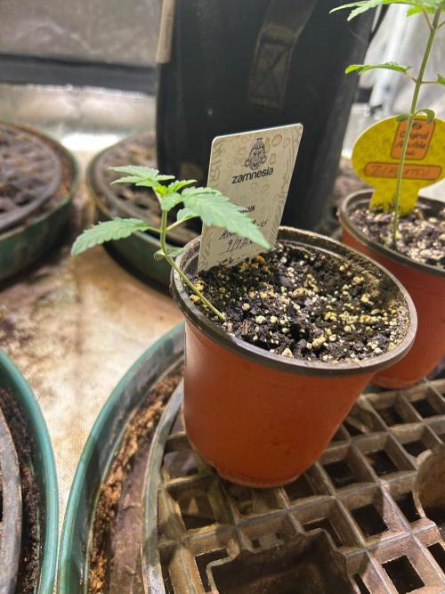 Zamnesia - Animal Mints. Week 2 - 9/20/26