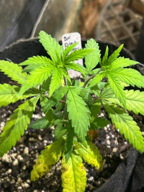 BF - Black Cherry Gushers. Week 7