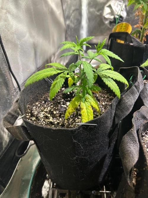 BF - Black Cherry Gushers. Week 7