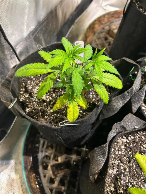 BF - Black Cherry Gushers. Week 7 - 9/27/26