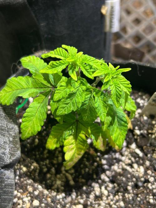 BF - Trainwreck. Week 7