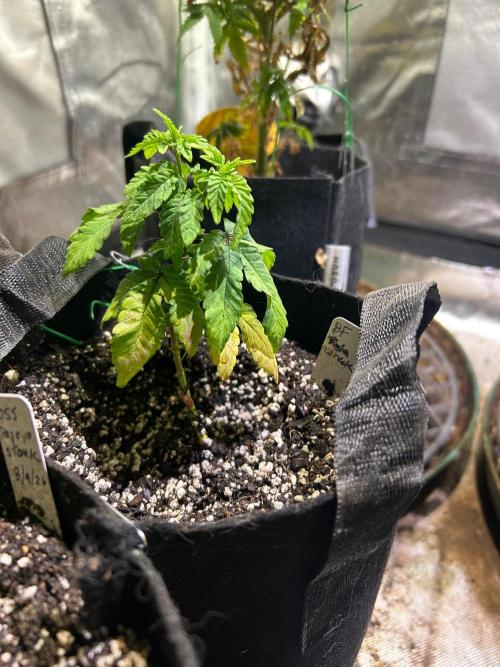 BF - Trainwreck. Week 7
