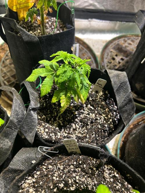 BF - Trainwreck. Week 7 - 9/27/26