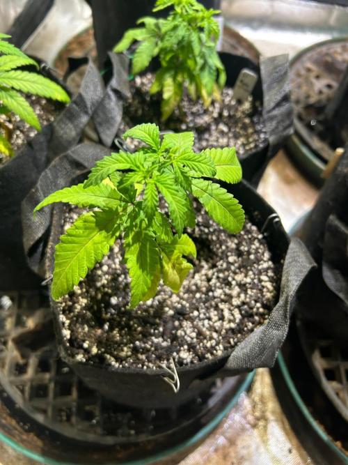 OSS - Papaya Stank. Week 7 - 9/27/26