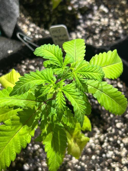 Papaya Stank. Week 7