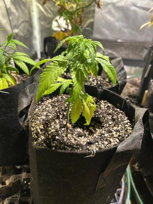 OSS - Papaya Stank. Week 7
