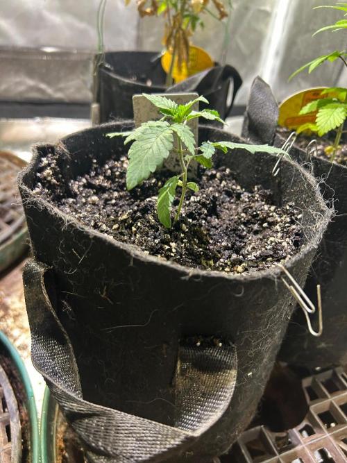 Zamnesia - Animal Mints. Week 3