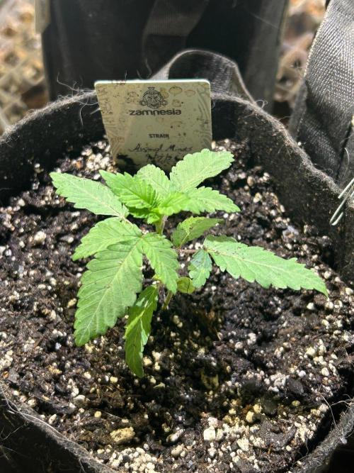 Zamnesia - Animal Mints. Week 3