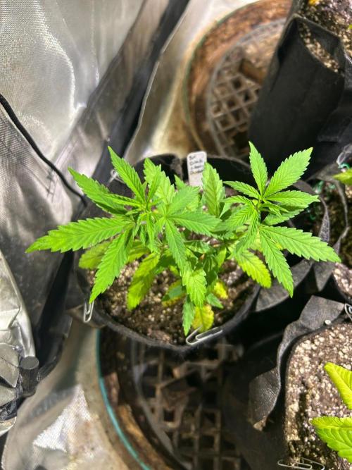 BF - Black Cherry Gushers. Week 8