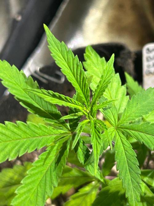 BF - Black Cherry Gushers. Week 8