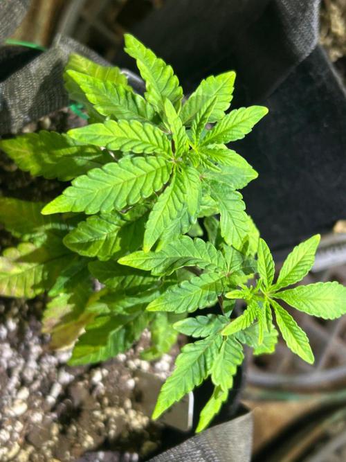BF - Trainwreck. Week 8