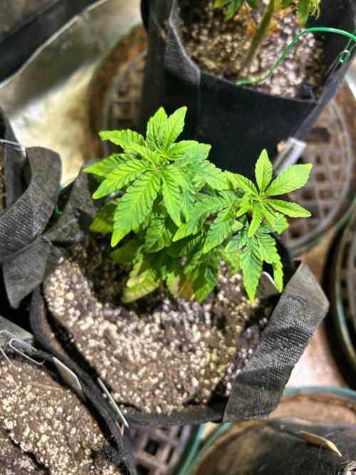 BF - Trainwreck. Week 8