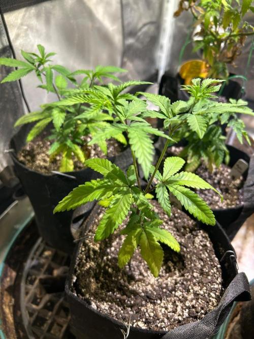 OSS - Papaya Stank. Week 8 - 10/3/26