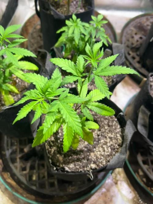 OSS - Papaya Stank