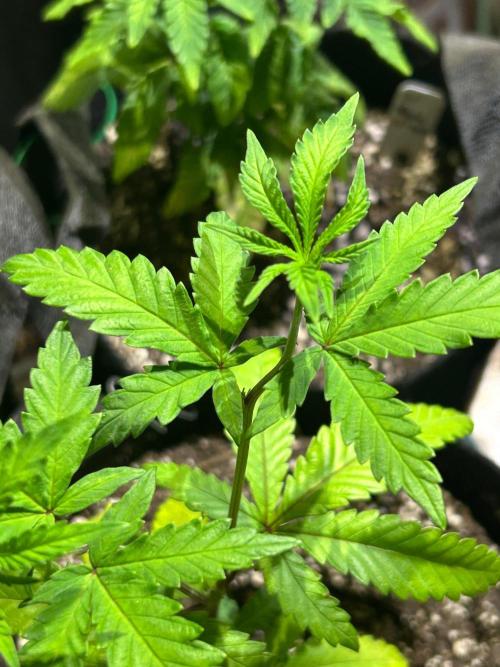 OSS - Papaya Stank. Week 8