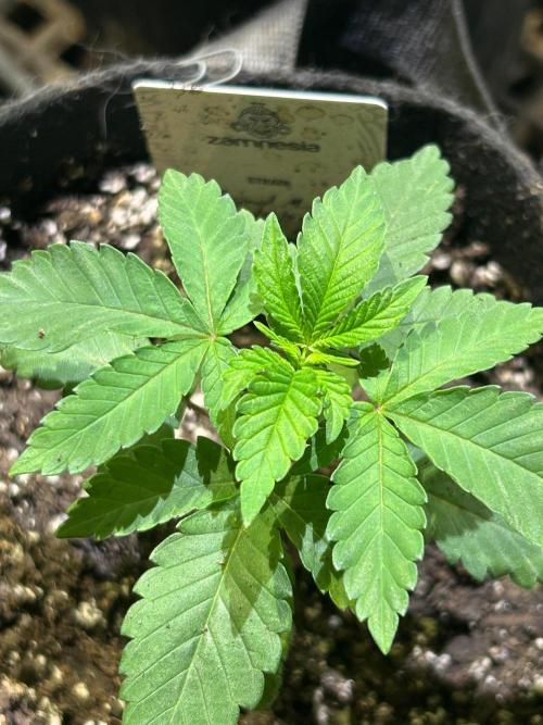 Animal Mints . Week 4