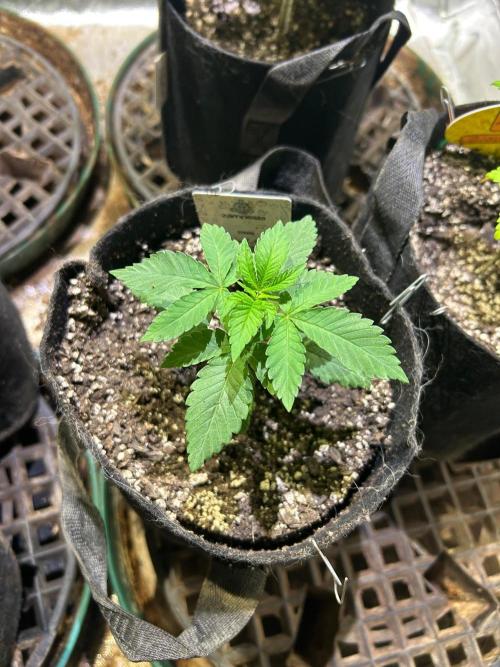 Zamnesia - Animal Mints. Week 4