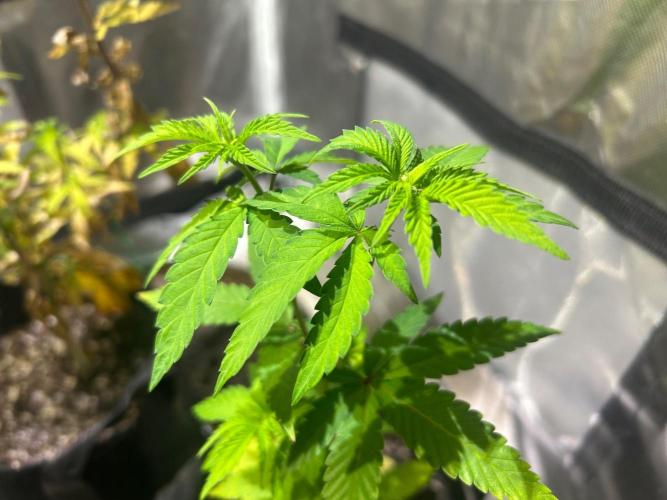 OSS - Zingatsu. Week 7