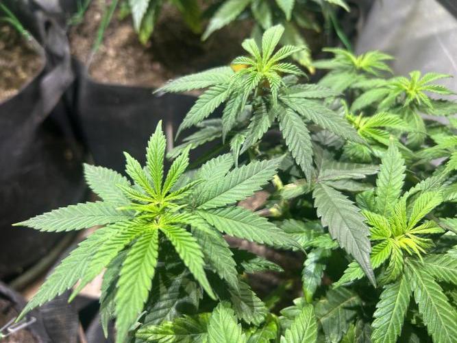 BF - RS11 x Banana OG. Week 12