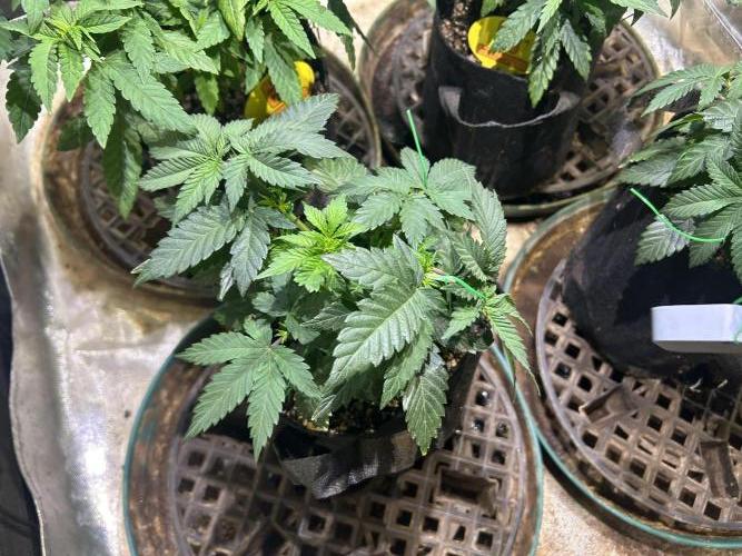 BF - Super Boof. Week 8