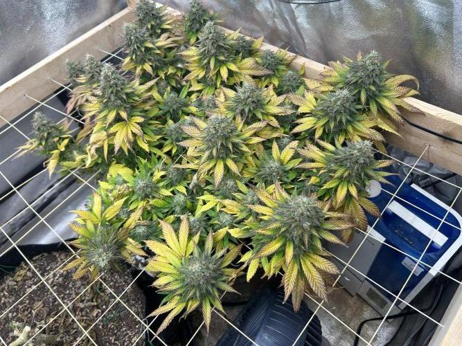 OSS - Sherbet Moonrocks. Week 25 - 2/28/26