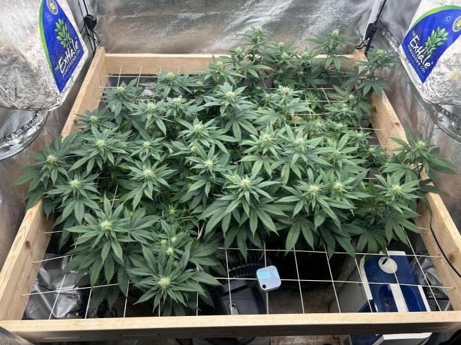 BF - Super Boof. Week 20 - 3/28/26