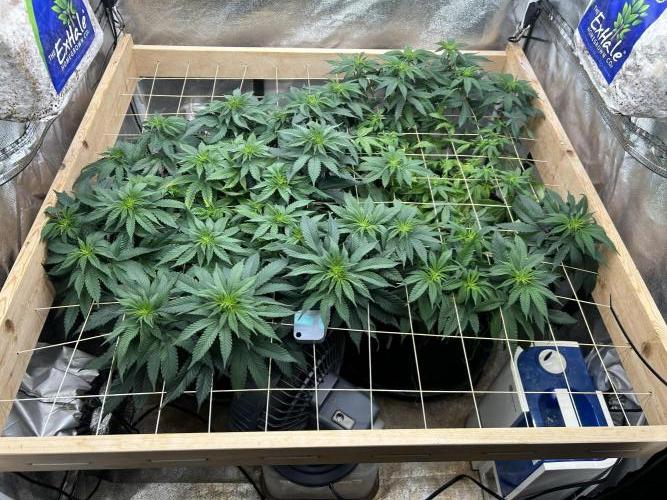 BF - Super Boof. Week 18 - 3/14/26