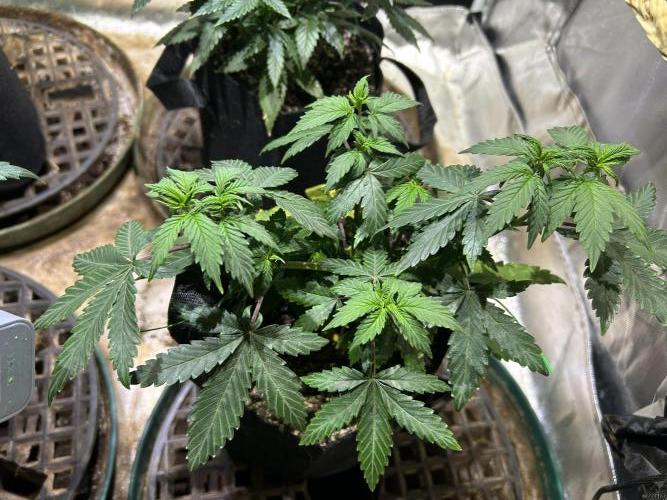 Kannabia - Pink Gelato. Week 9 - 11/1/25