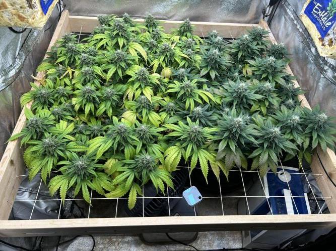 OSS - Do-Si-Dos OG. Week 21 - 1/24/26